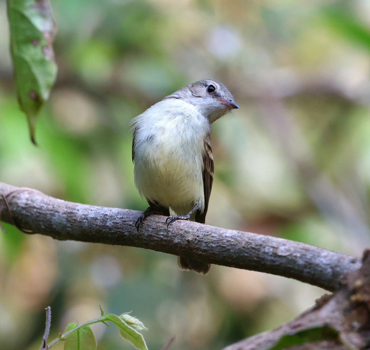 Fare Rengi Tiranulet - ML645672401