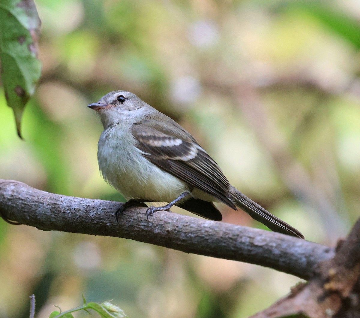 Fare Rengi Tiranulet - ML645672402