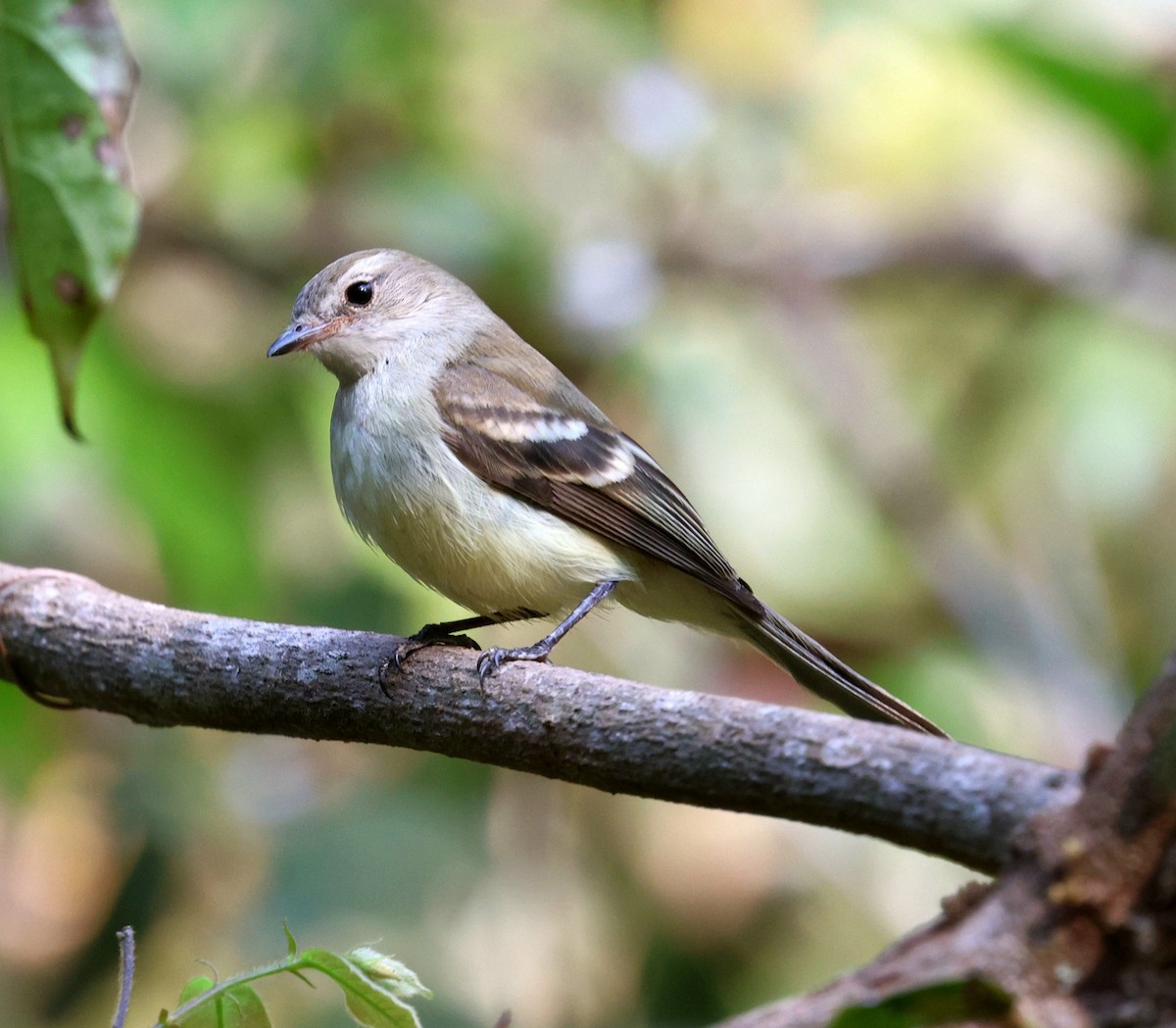 Fare Rengi Tiranulet - ML645672403