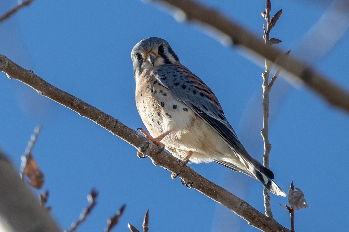American Kestrel - ML645672407