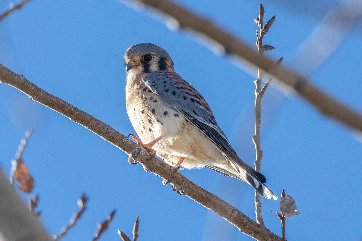 American Kestrel - ML645672408