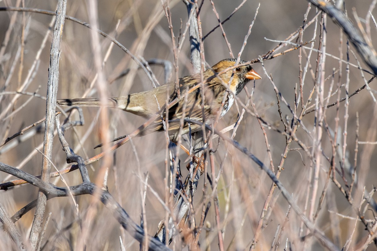 Harris's Sparrow - ML645672415