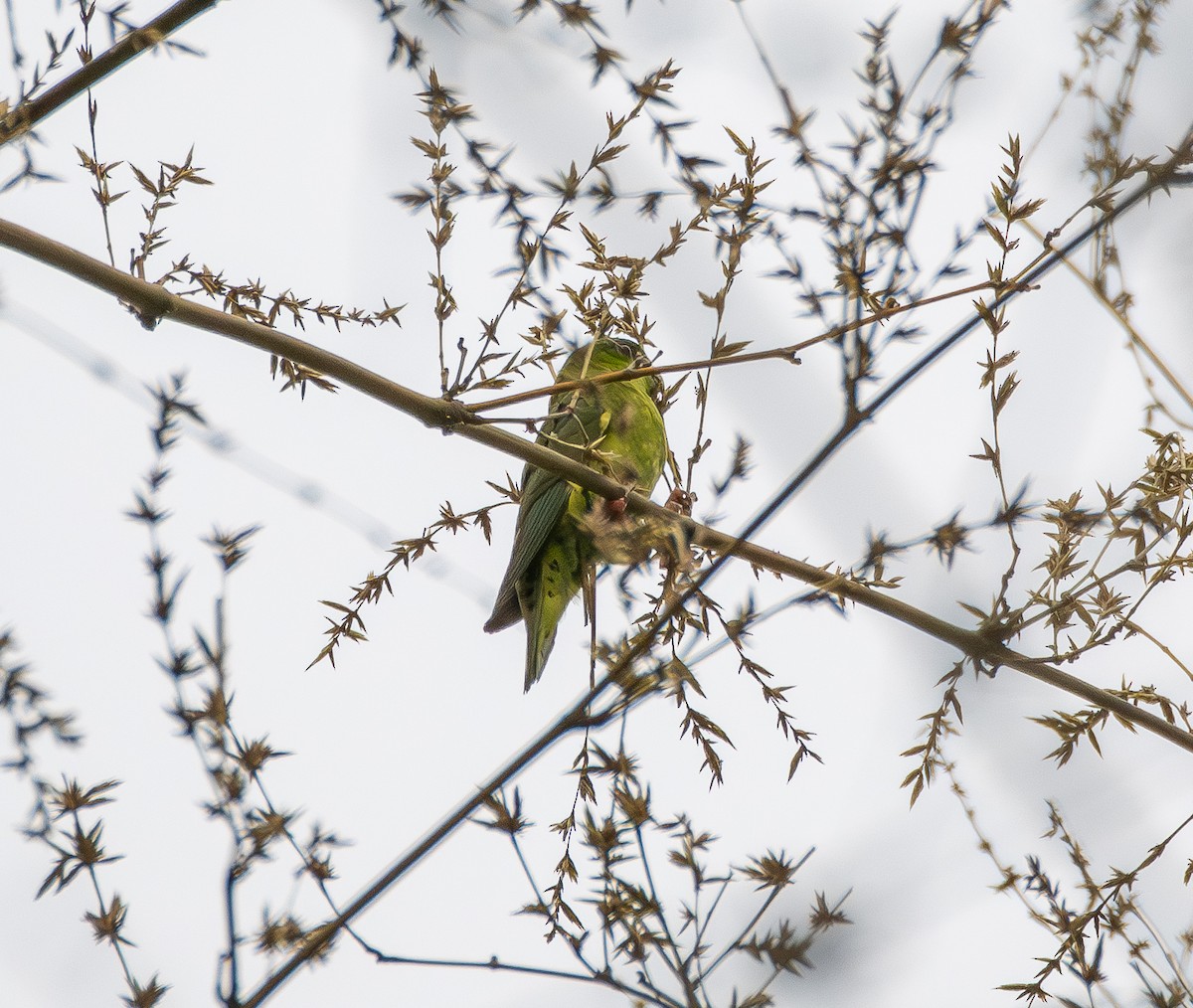 Barred Parakeet - ML645672424