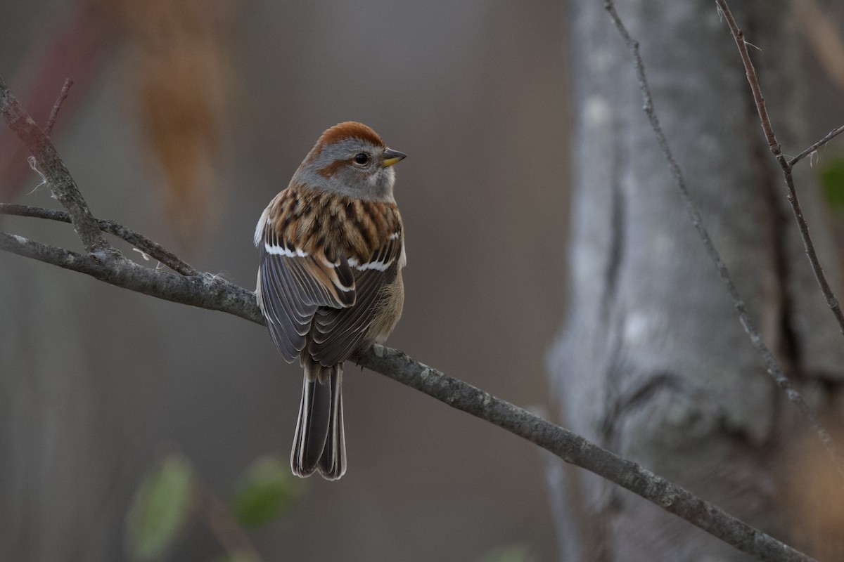 American Tree Sparrow - ML645672435