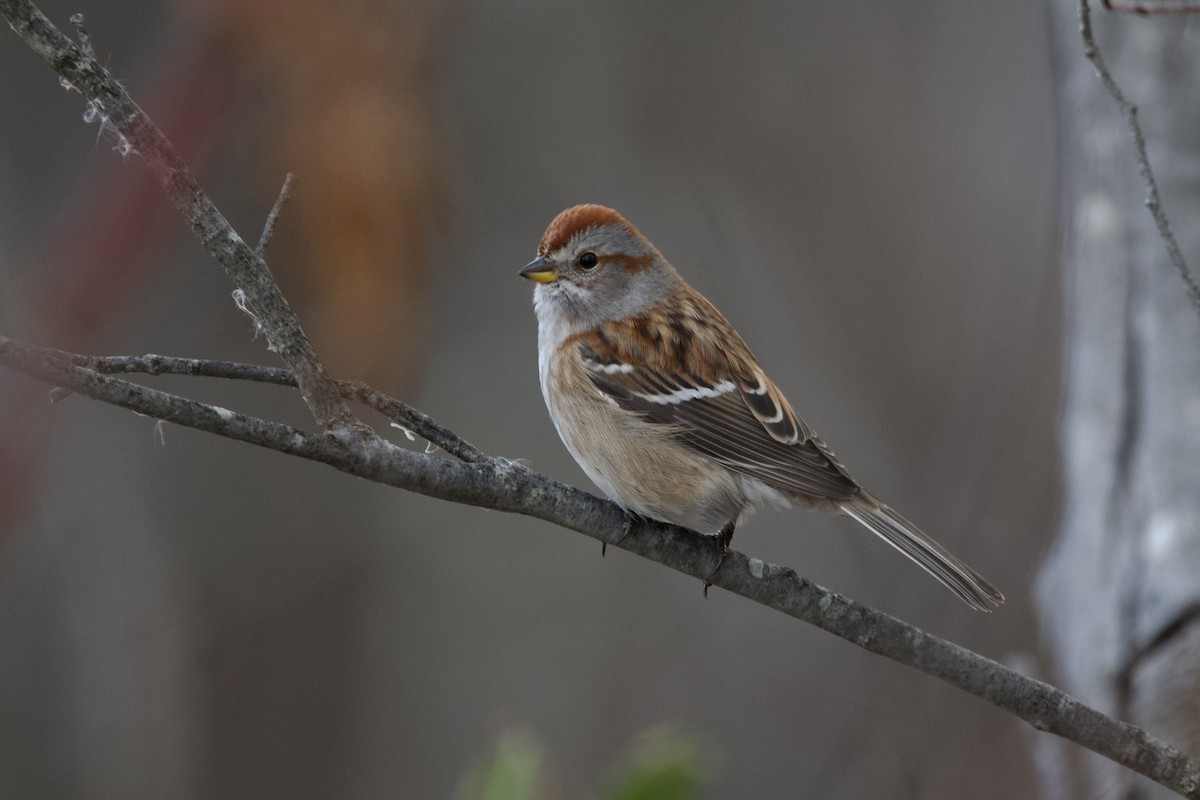 American Tree Sparrow - ML645672436