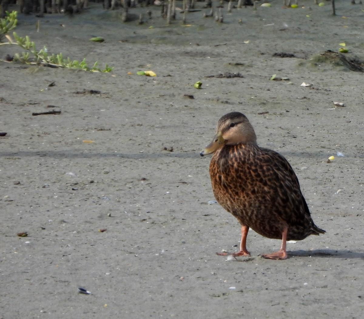 Mottled Duck - ML645672437