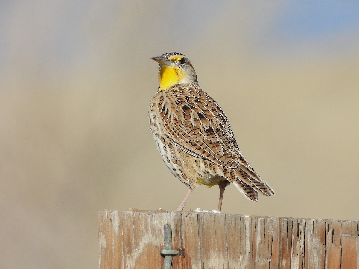 Western Meadowlark - ML645672438