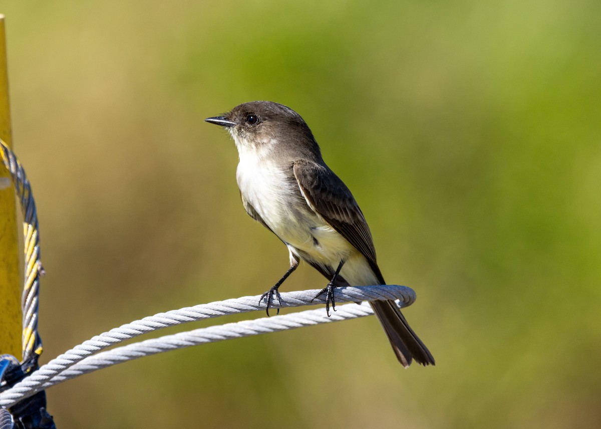 Eastern Phoebe - ML645672439