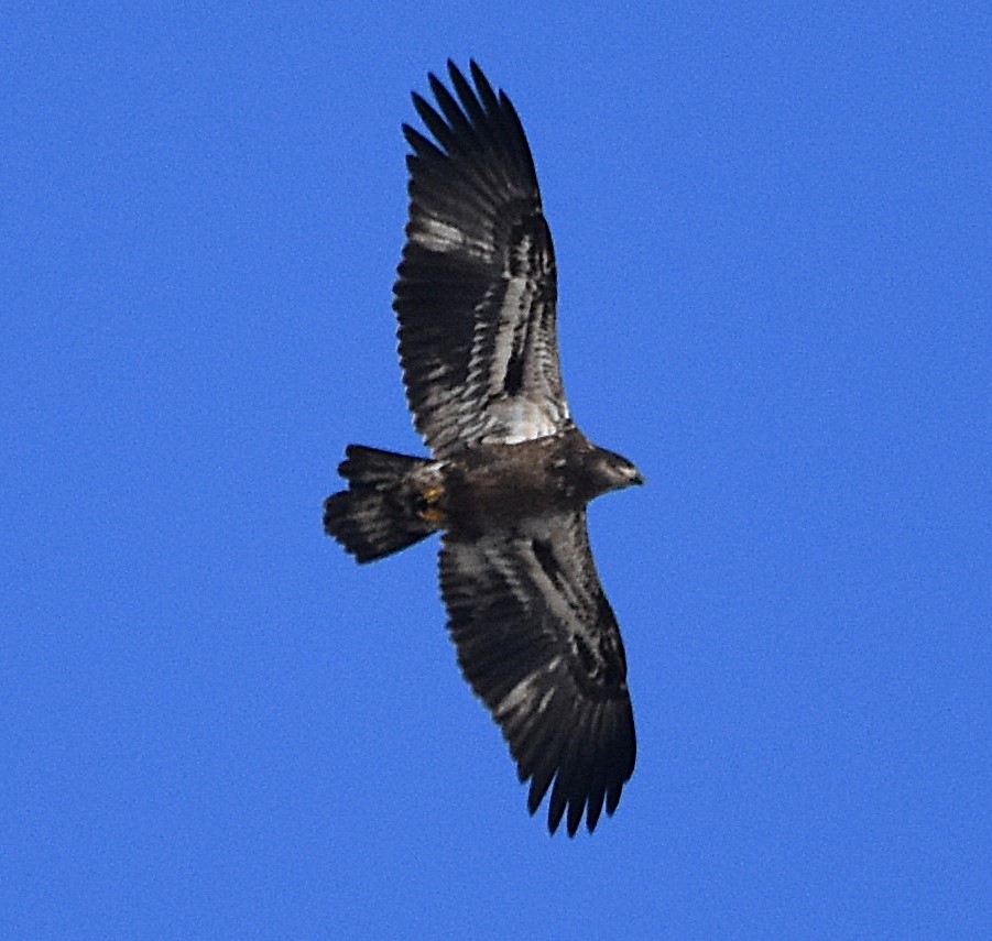 Bald Eagle - ML645672440