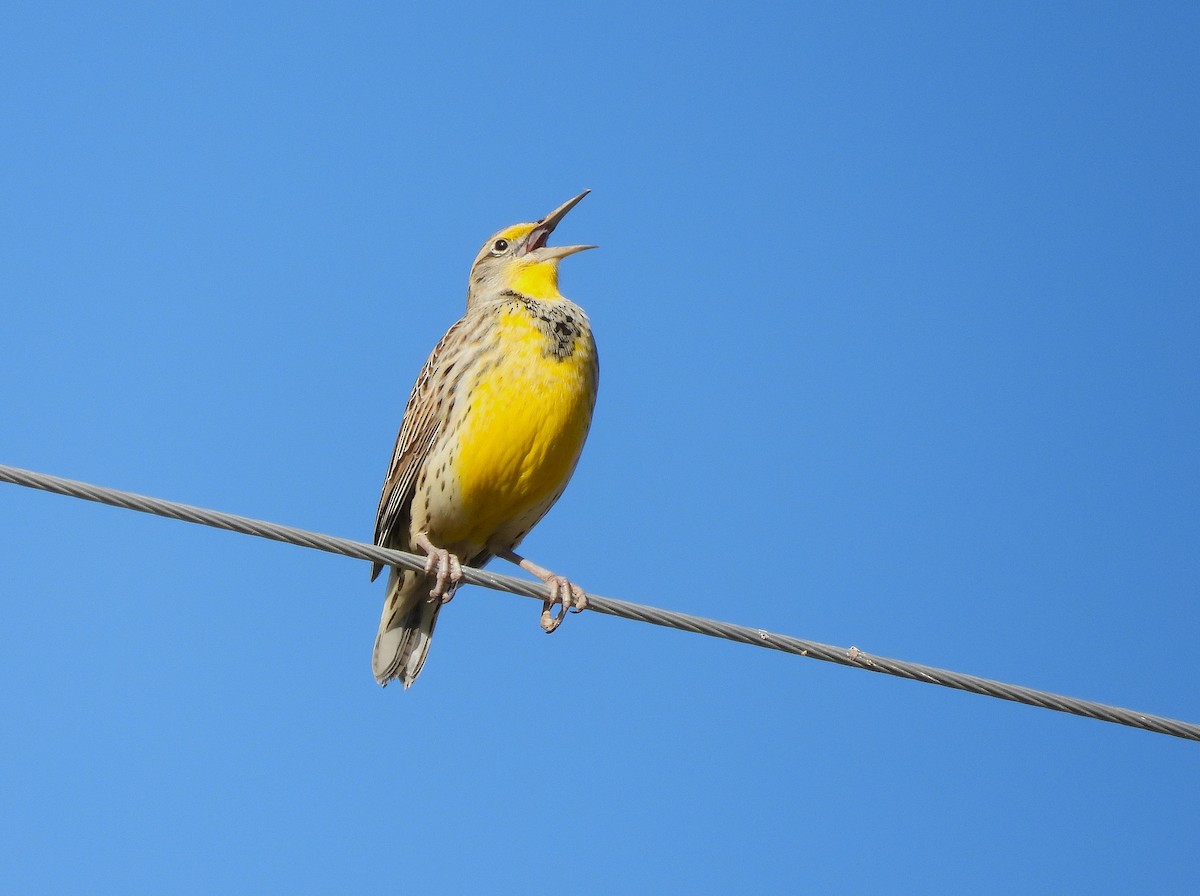 Western Meadowlark - ML645672445