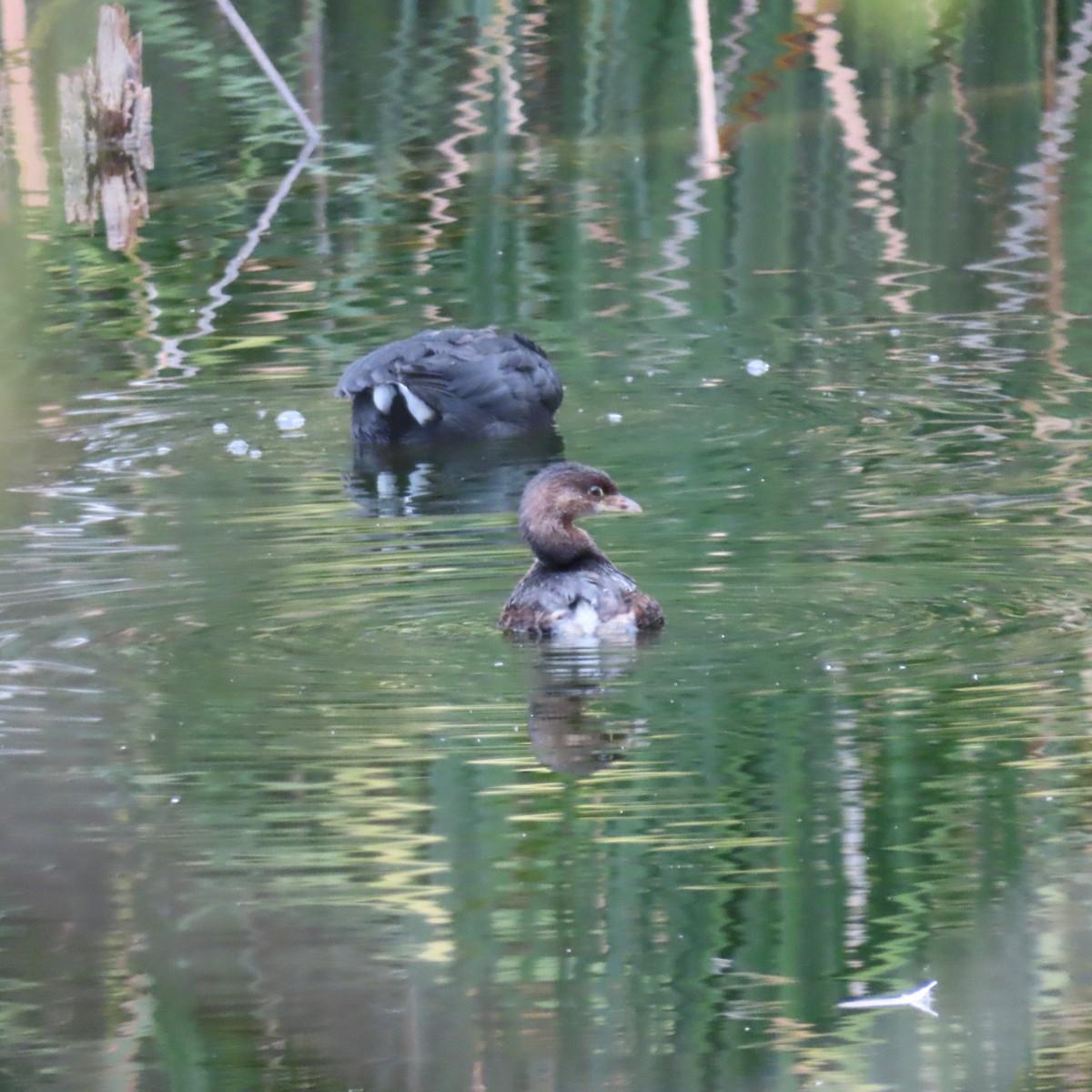 Pied-billed Grebe - ML645672446