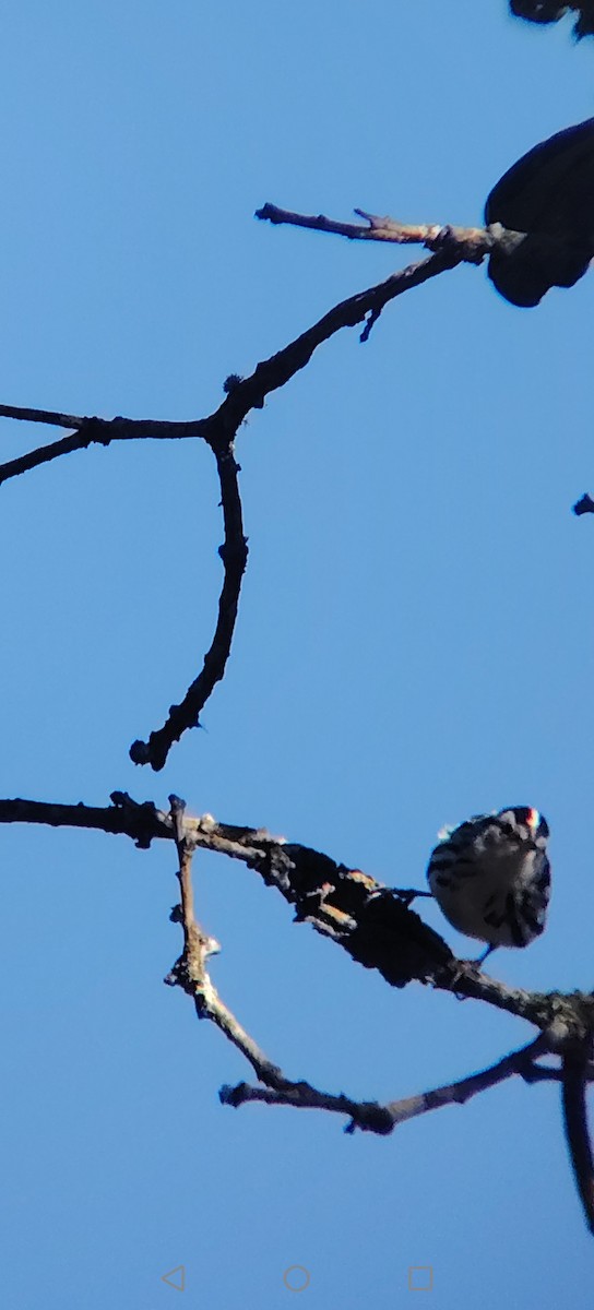 Black-and-white Warbler - ML645672448