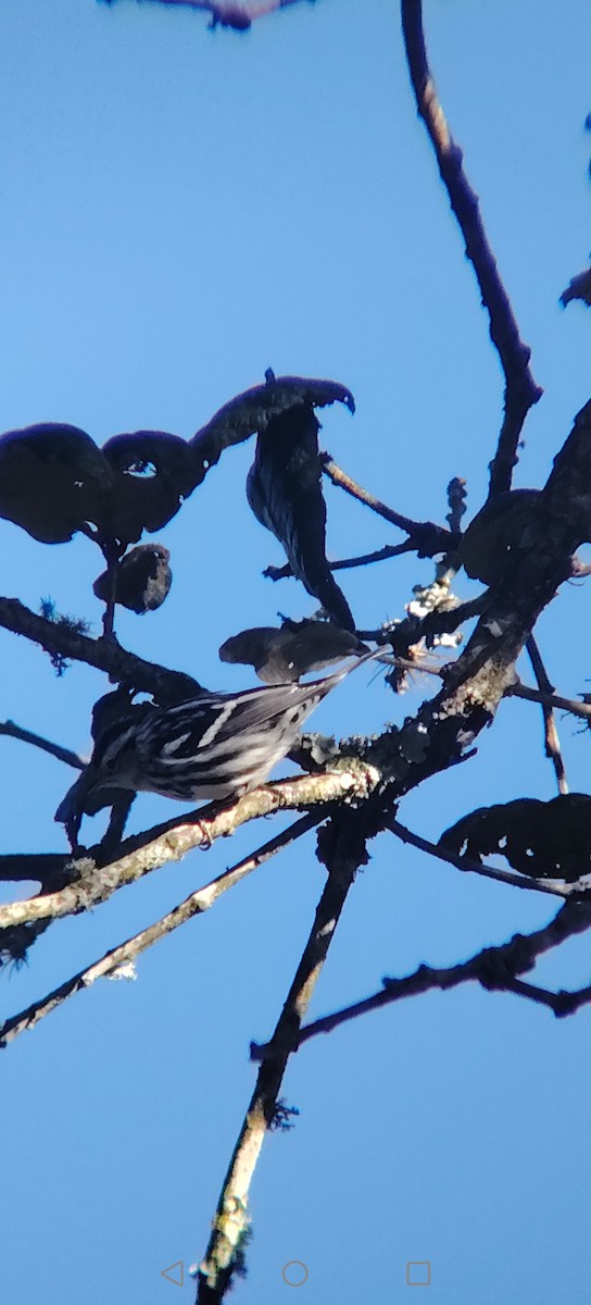 Black-and-white Warbler - ML645672449