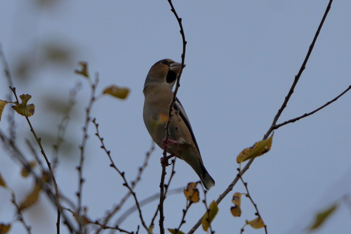 Hawfinch - ML645672450