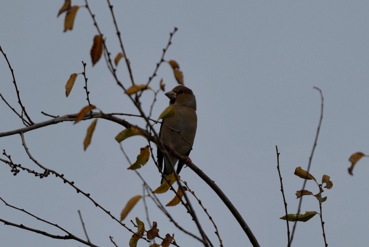 Hawfinch - ML645672451