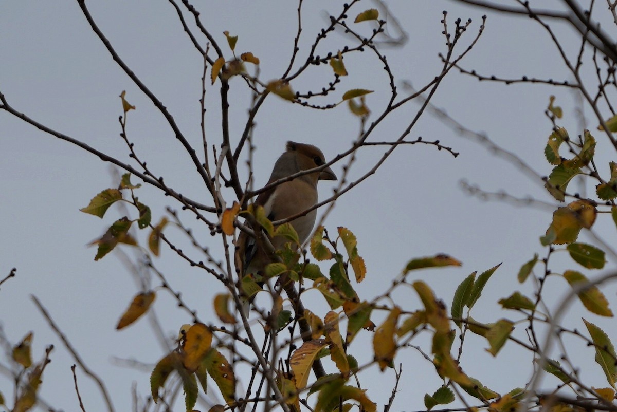 Hawfinch - ML645672452