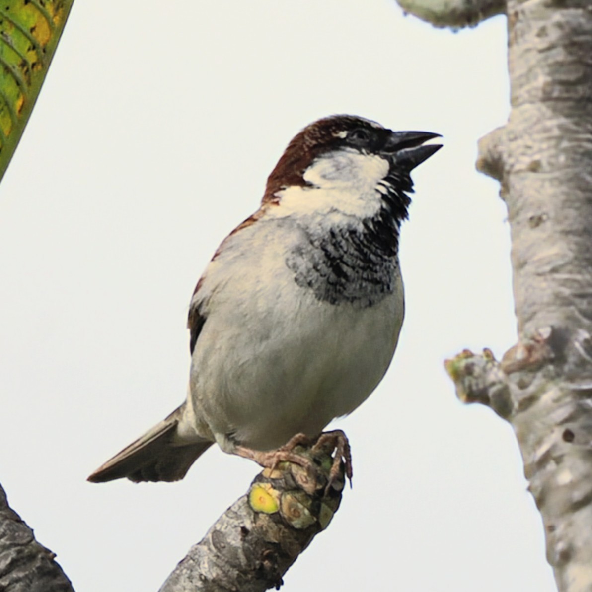 House Sparrow - ML645672454