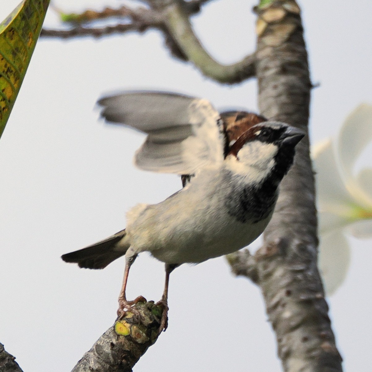 House Sparrow - ML645672455