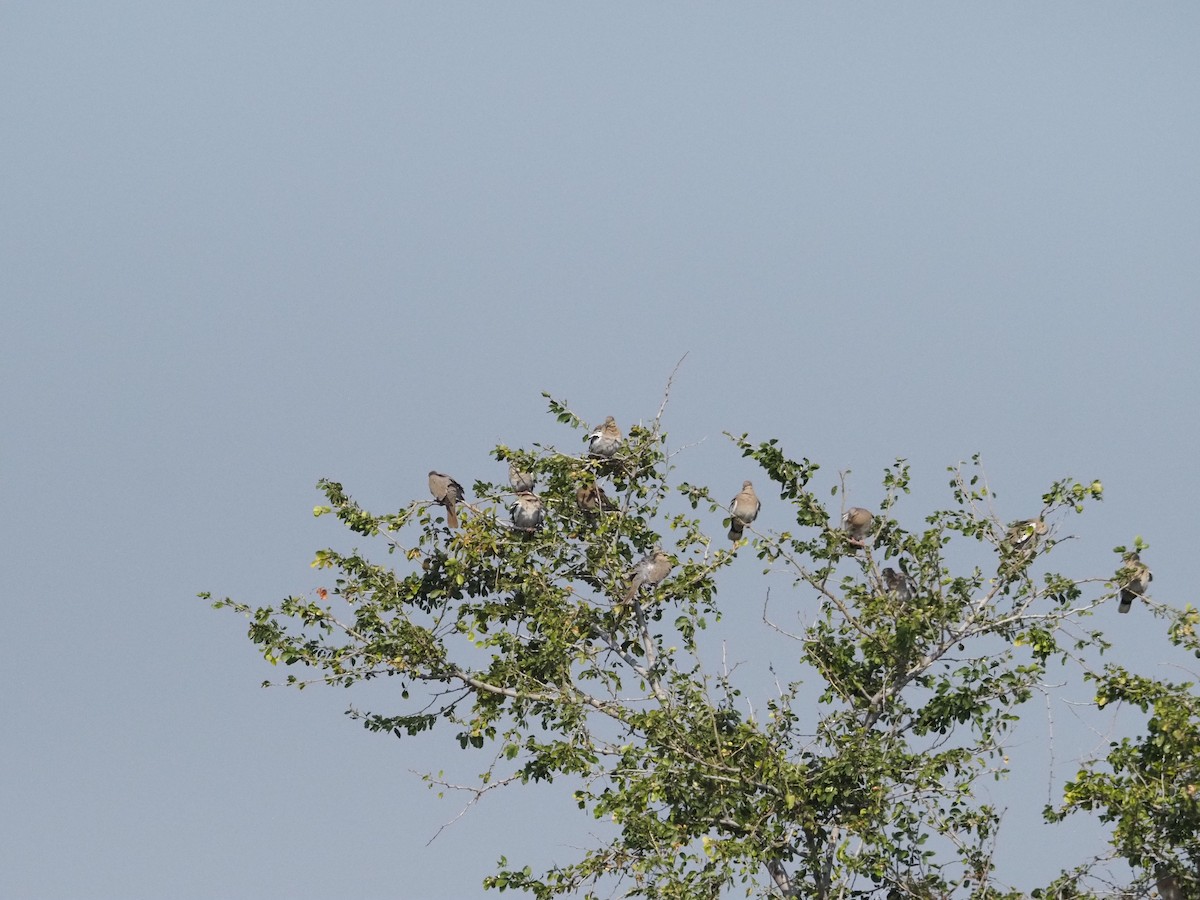 White-winged Dove - ML645672456