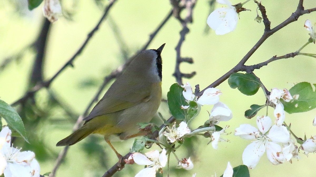 Common Yellowthroat - ML645672457