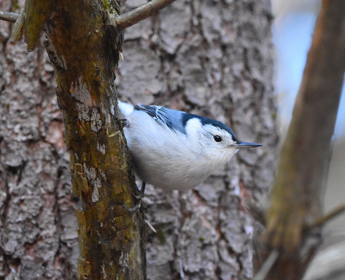White-breasted Nuthatch - ML645672458