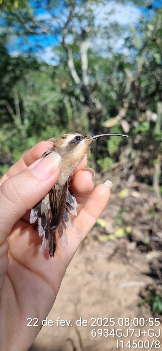 Broad-tipped Hermit - ML645672461