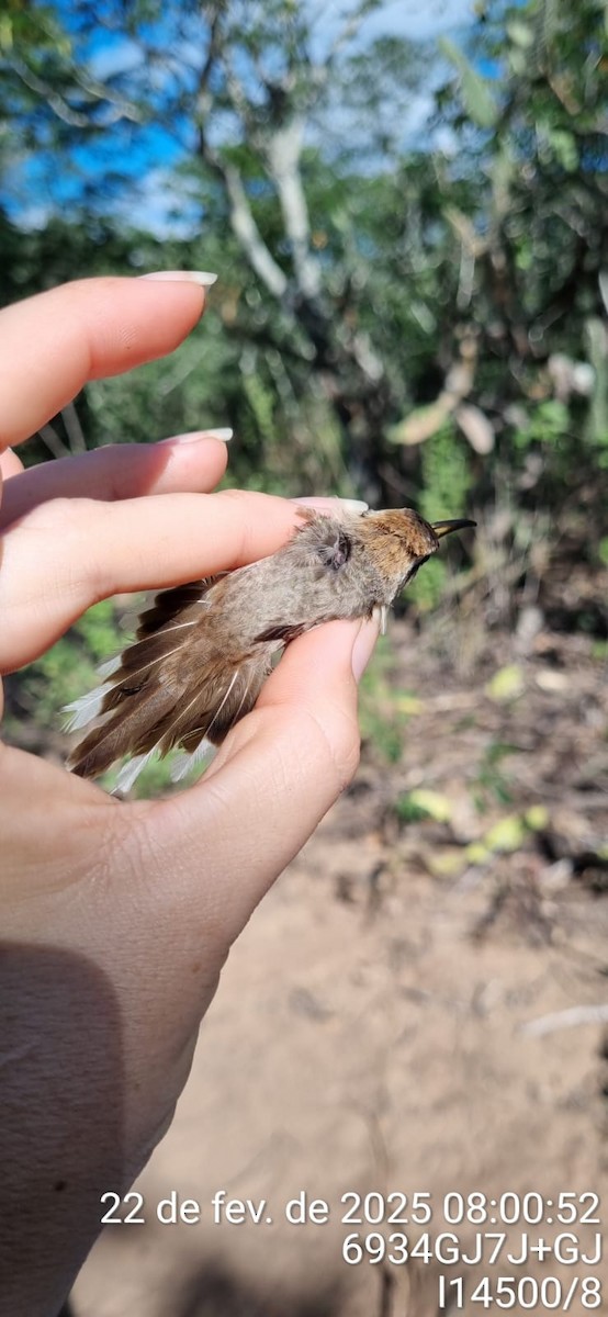 Broad-tipped Hermit - ML645672462