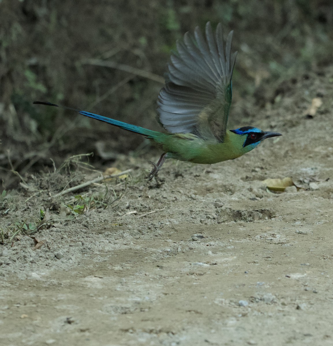 Lesson's Motmot - ML645672465