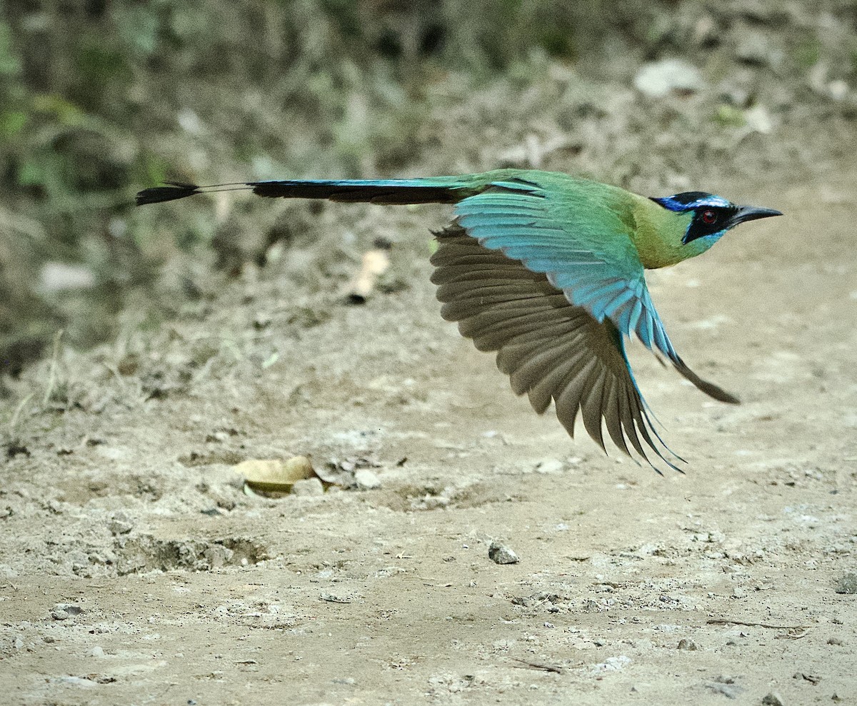 Lesson's Motmot - ML645672466