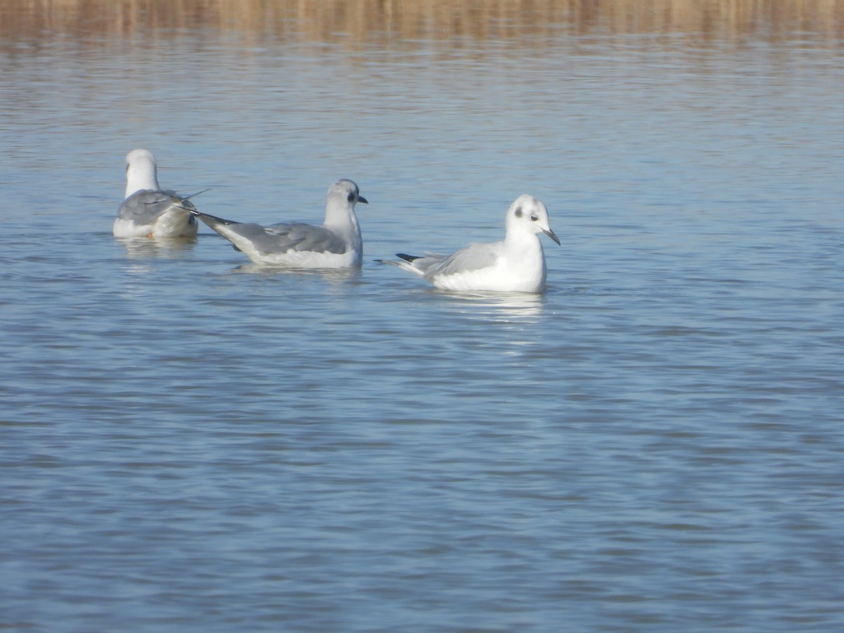 Bonaparte's Gull - ML645672468