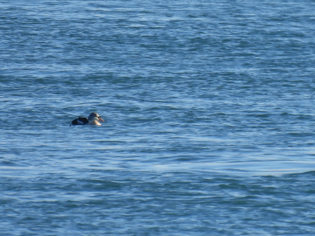 King Eider - ML645672473