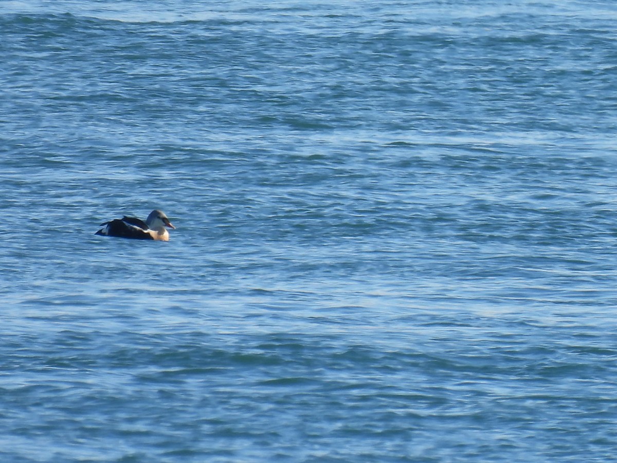 King Eider - ML645672474