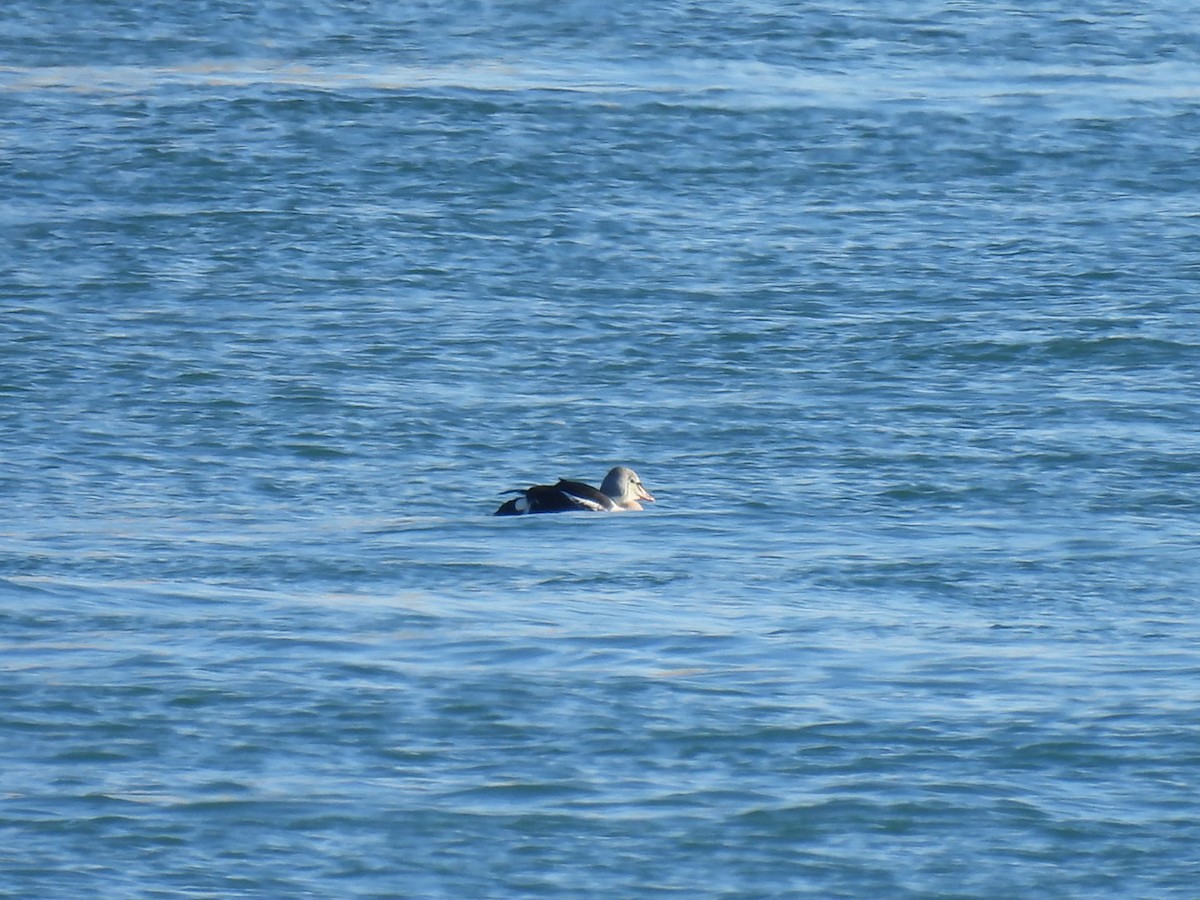 King Eider - ML645672475