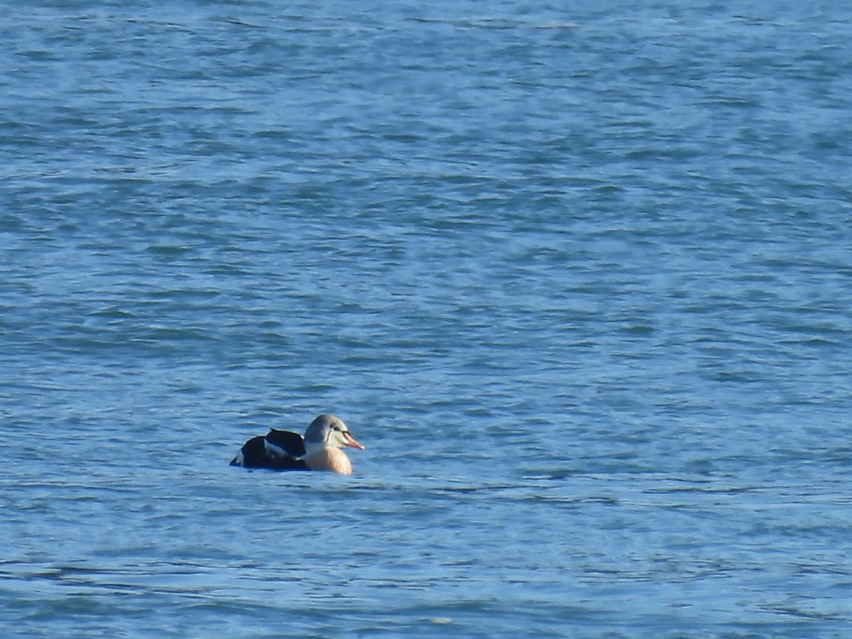King Eider - ML645672476