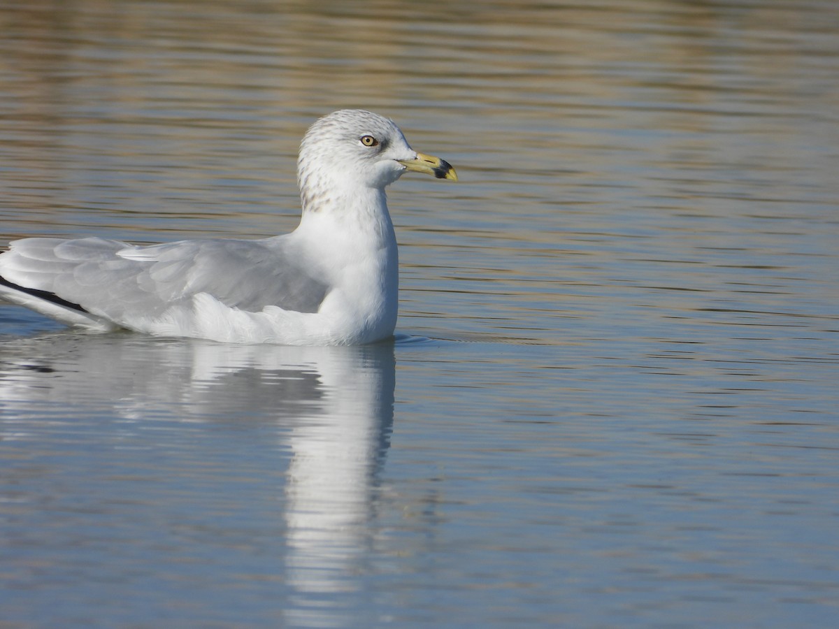 Ring-billed Gull - ML645672477