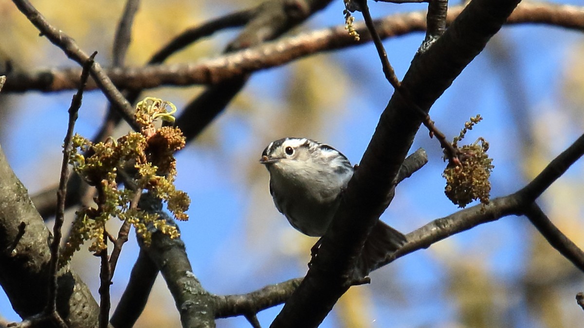 Black-and-white Warbler - ML645672481