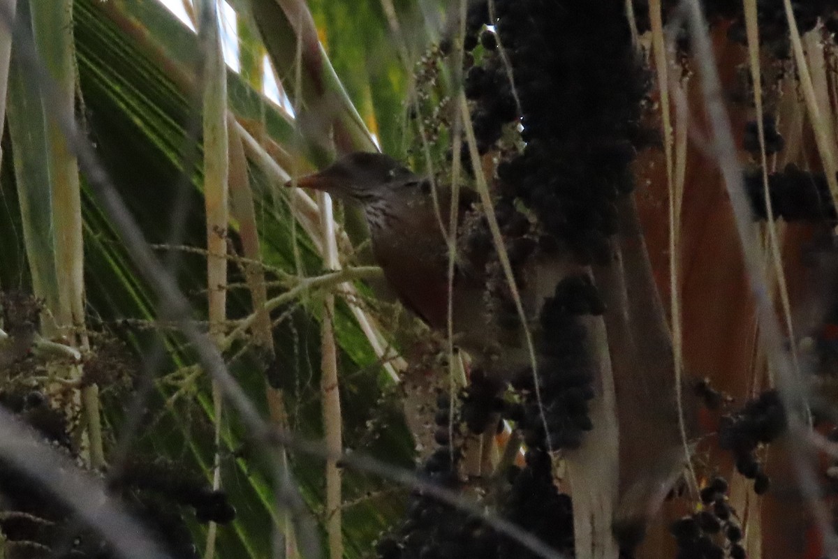 Rufous-backed Robin - ML645672484