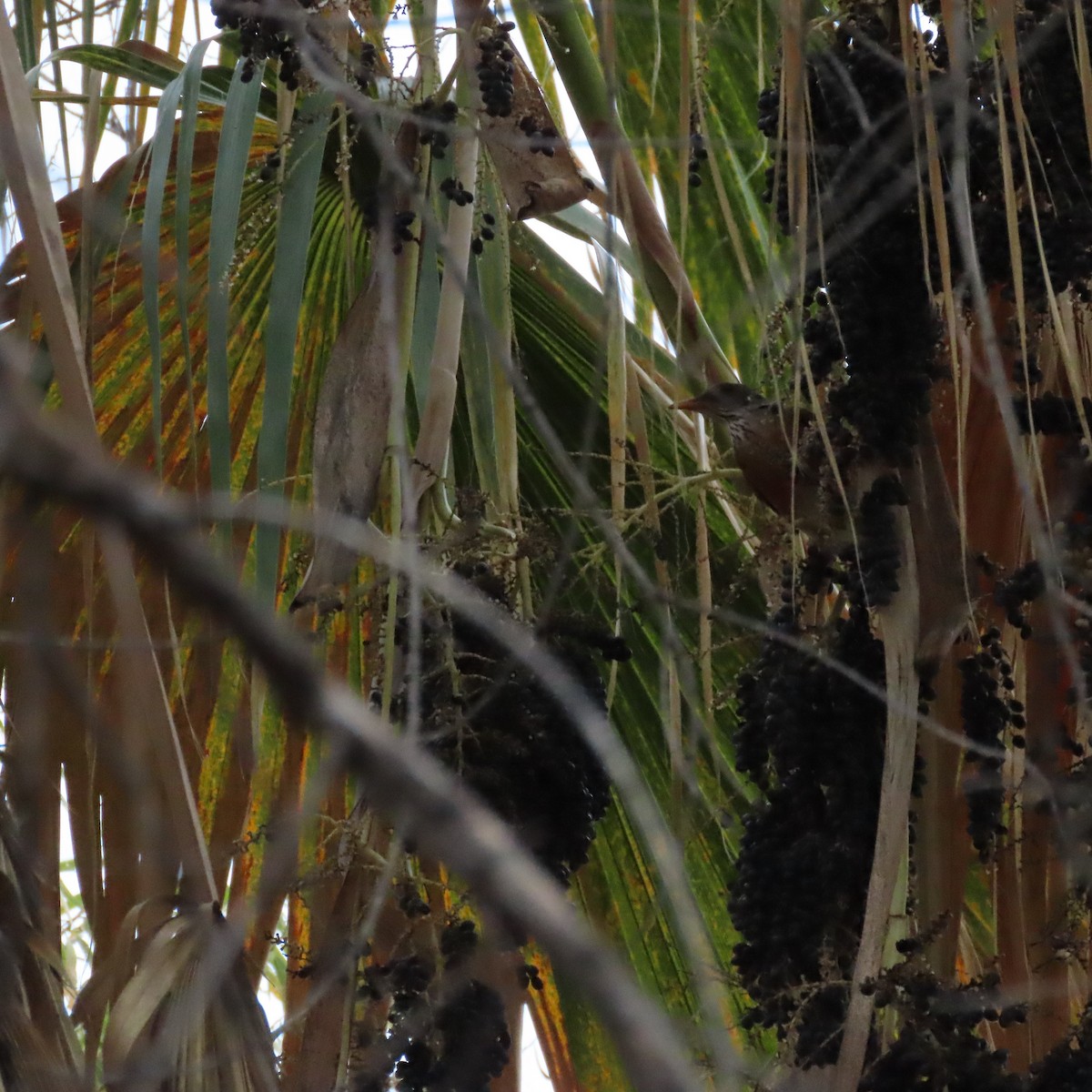 Rufous-backed Robin - ML645672485