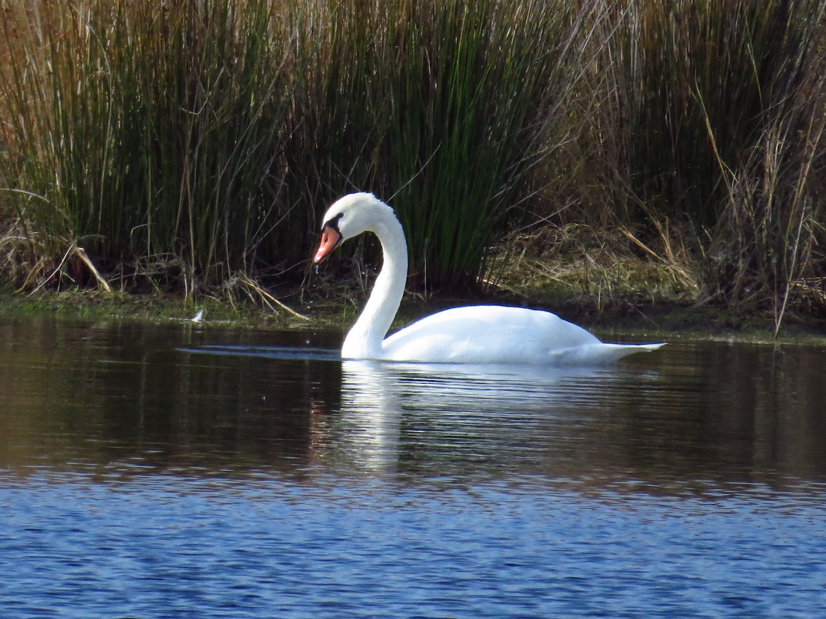 Mute Swan - ML645672490