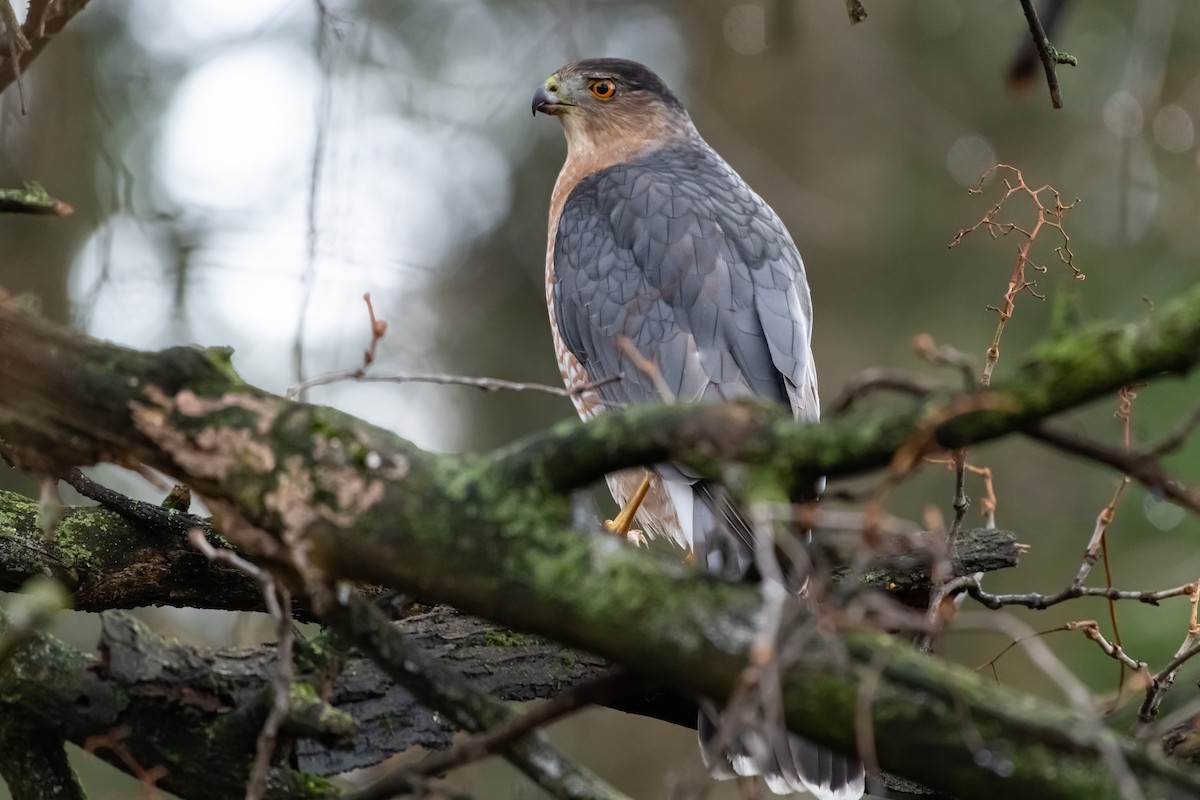 Cooper's Hawk - ML645672499