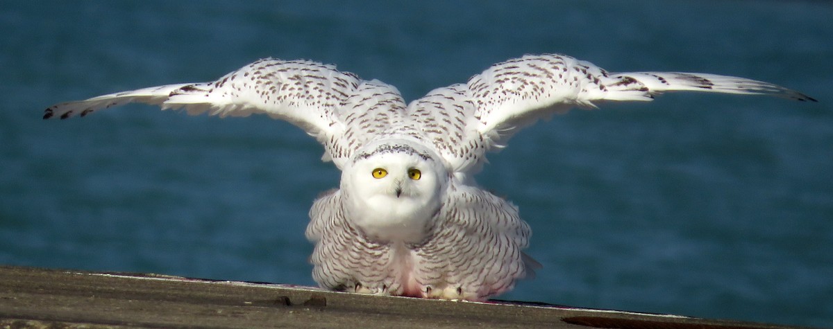 Snowy Owl - ML645672506