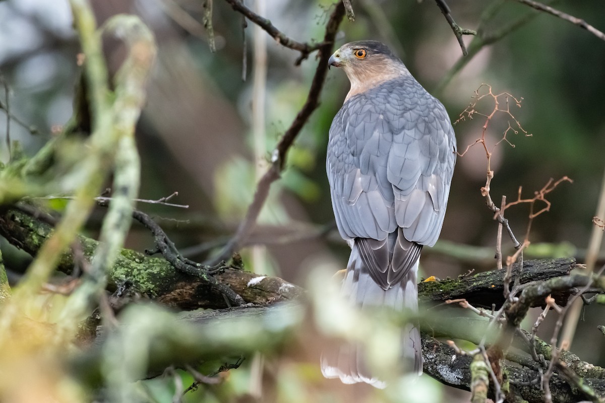 Cooper's Hawk - ML645672513