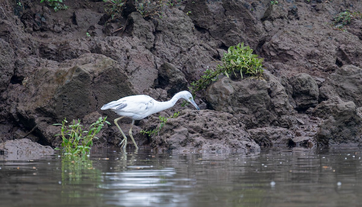 Little Blue Heron - ML645672515