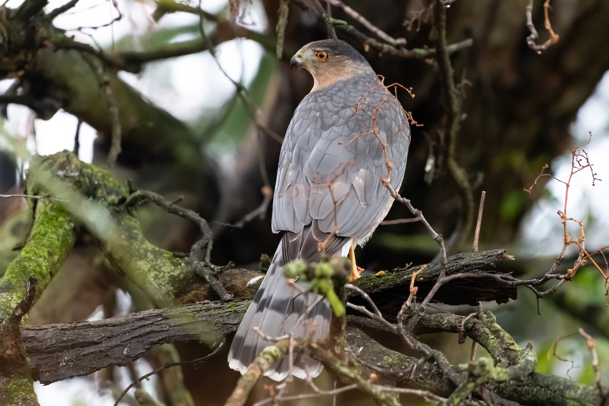 Cooper's Hawk - ML645672519