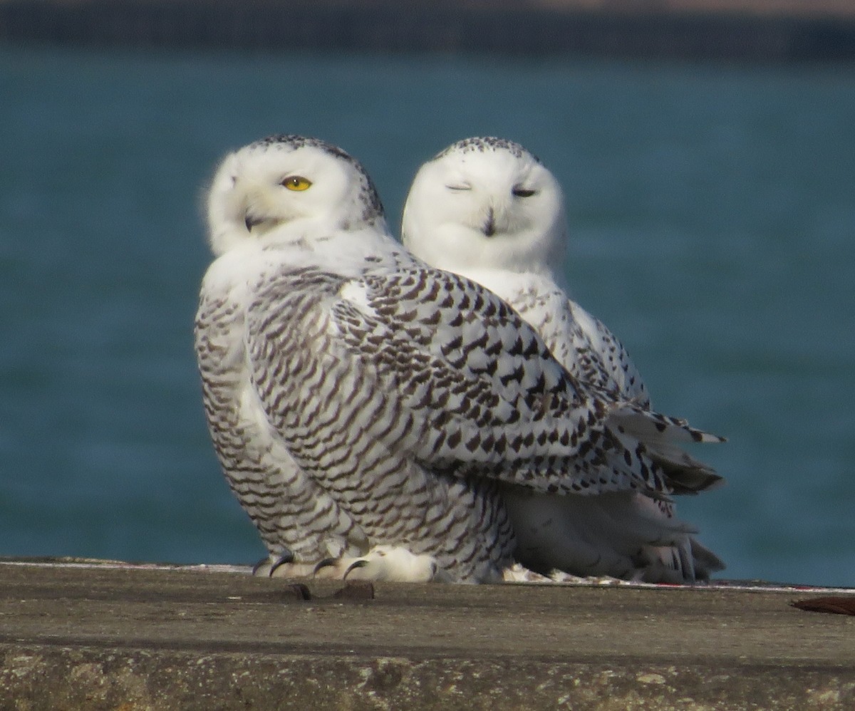 Snowy Owl - ML645672521