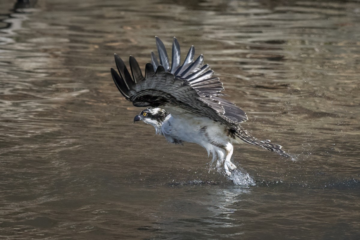 Osprey - ML645672523
