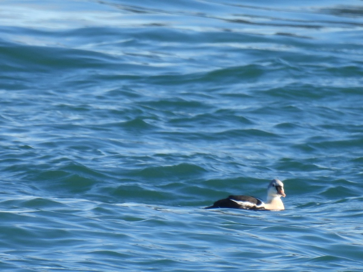 King Eider - ML645672528
