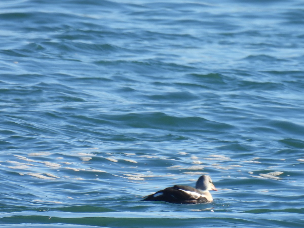 King Eider - ML645672529