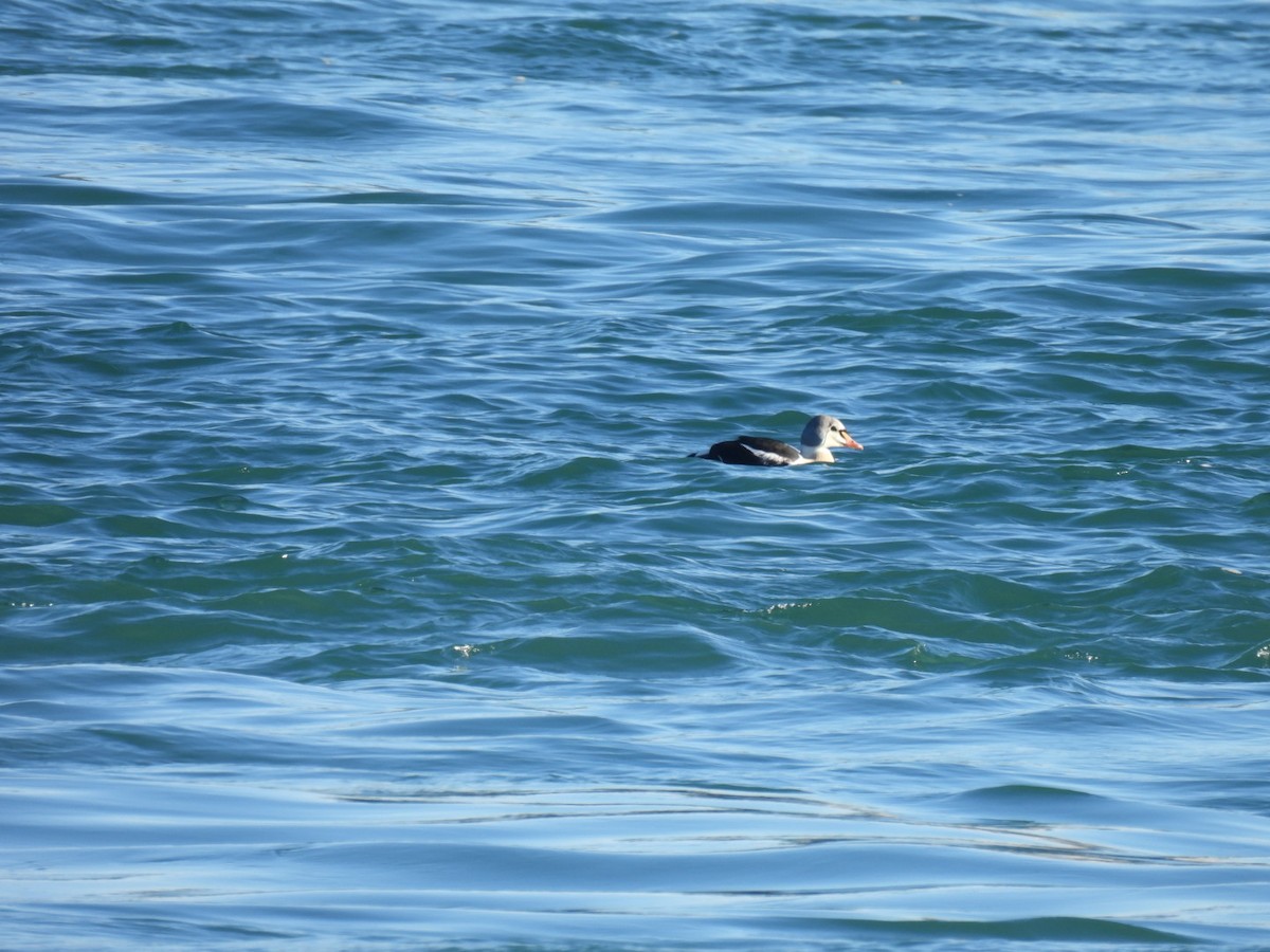 King Eider - ML645672530