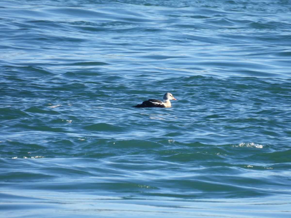 King Eider - ML645672531